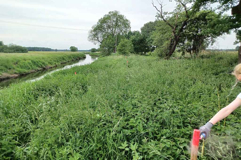 Haseuferberme in Hollage, Foto: Haseauenverein