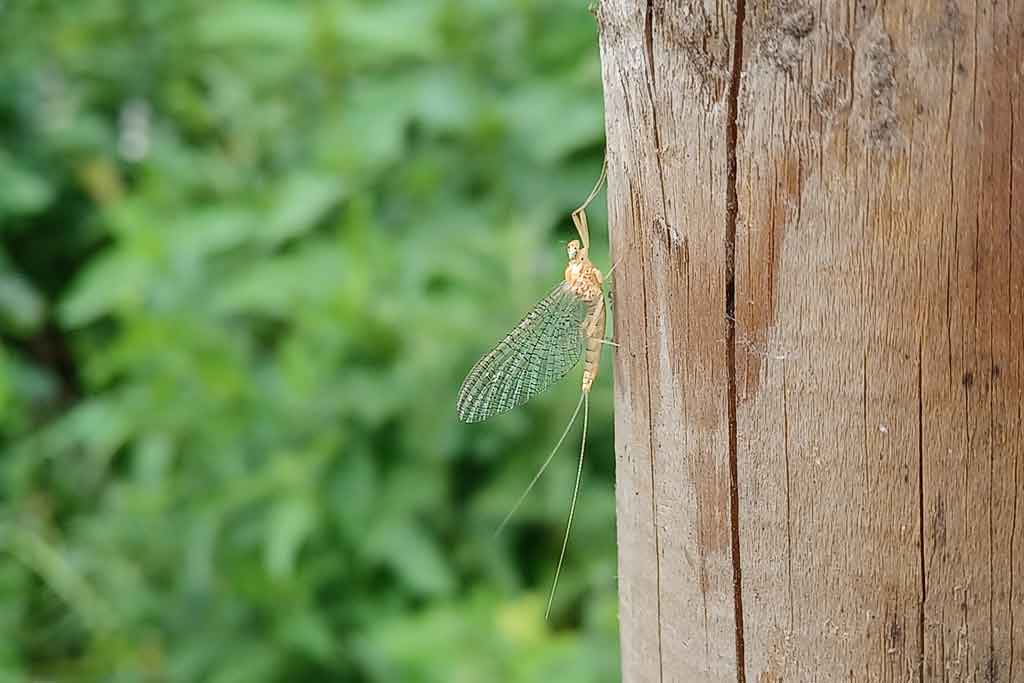 Adulte Eintagsfliege an der Haseuferberme in Hollage, Foto: Haseauenverein