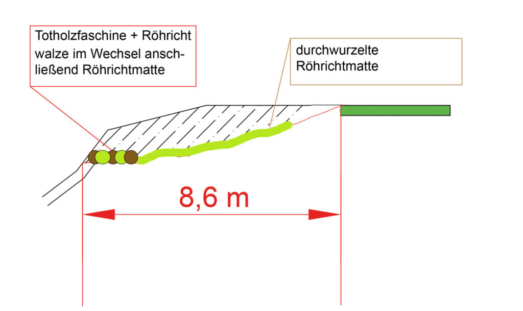 Uferberme, Hase verbindet