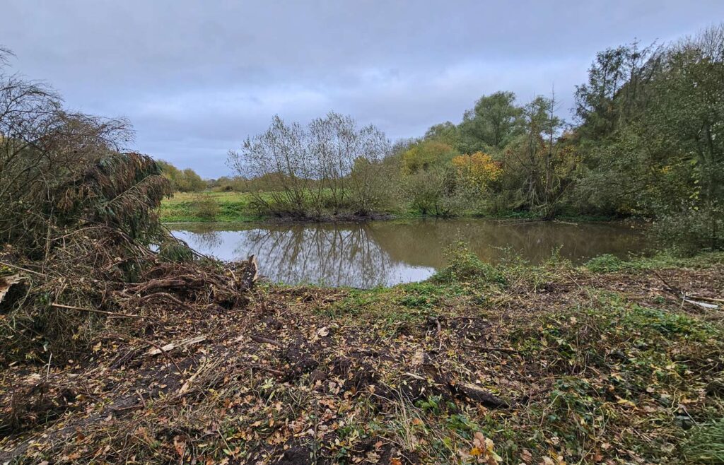 Kleingewässer für Libellen