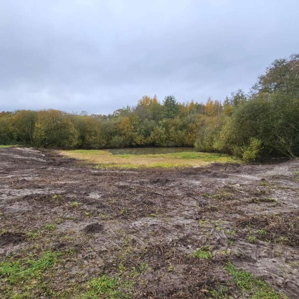 Uferbereiche für Libellen