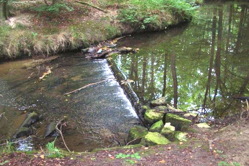 wierau-bach-im-fluss